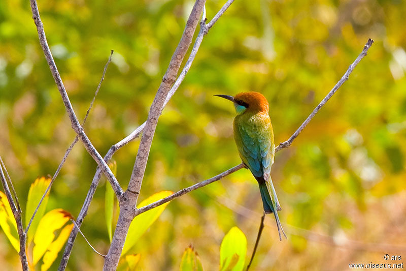 Guêpier d'Orient, identification