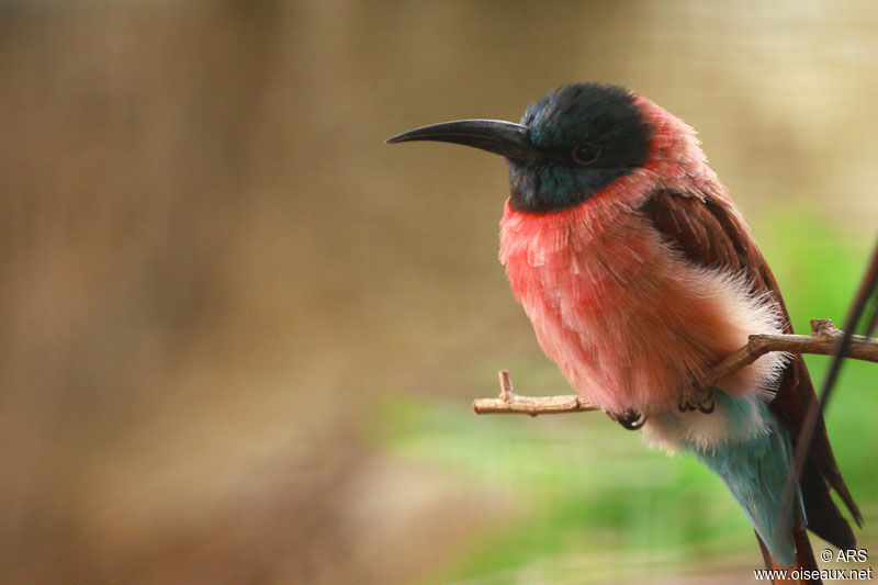 Guêpier écarlate, identification