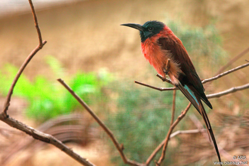 Guêpier écarlate, identification