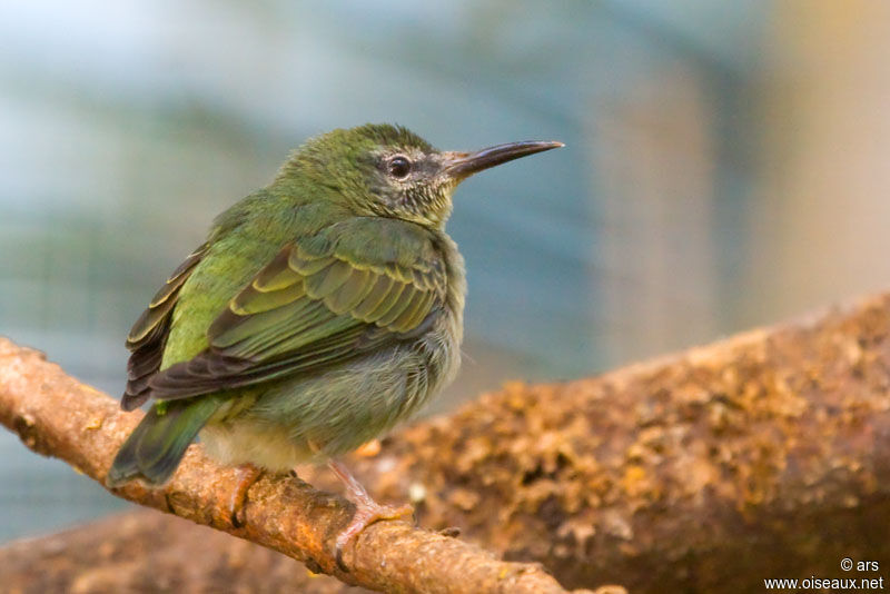 Red-legged Honeycreeper, identification