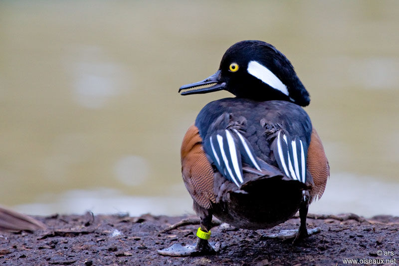 Hooded Merganser, identification