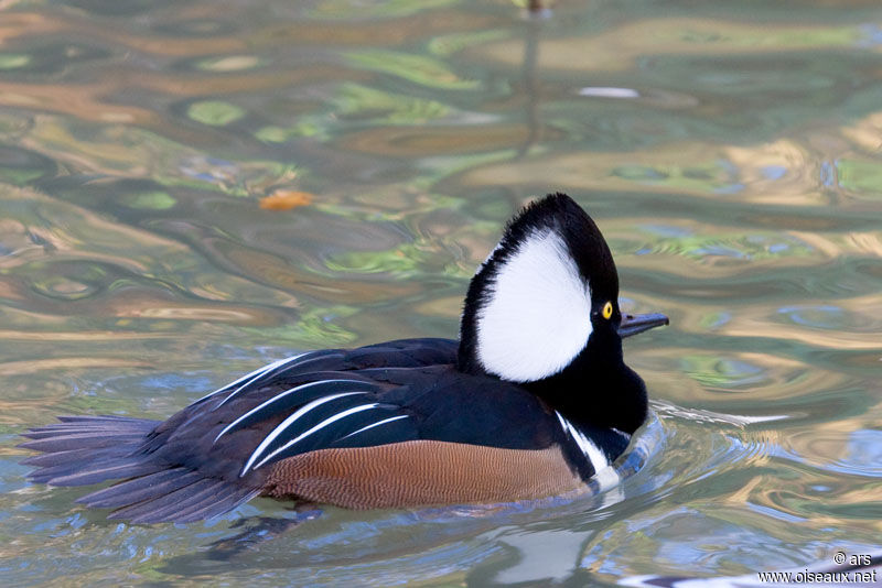 Hooded Merganser, identification