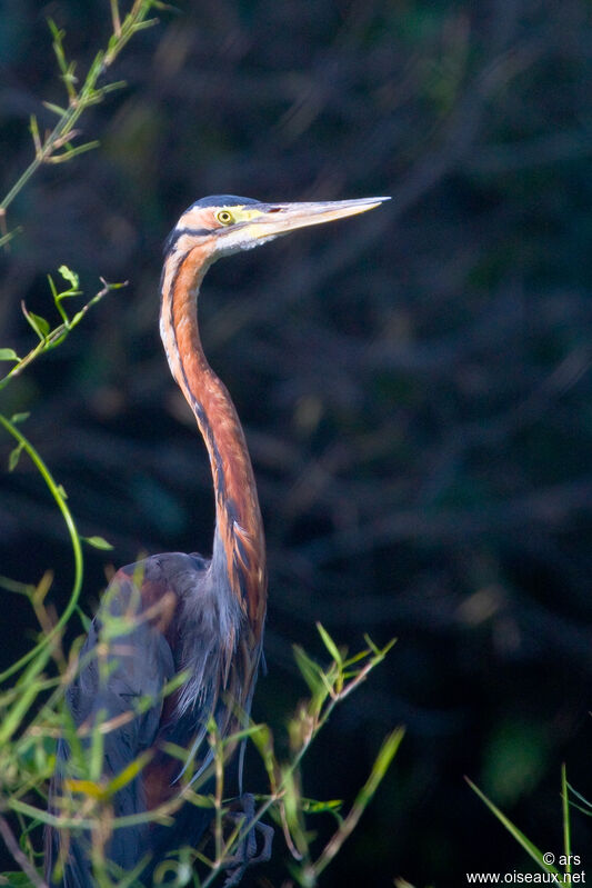 Purple Heron, identification