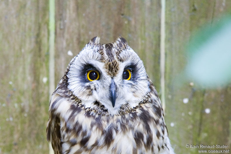 Hibou des marais, identification