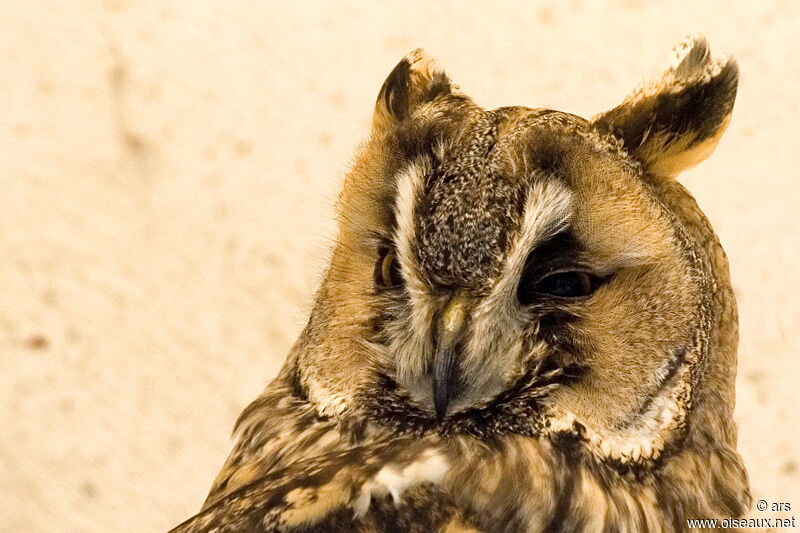 Long-eared Owl, identification