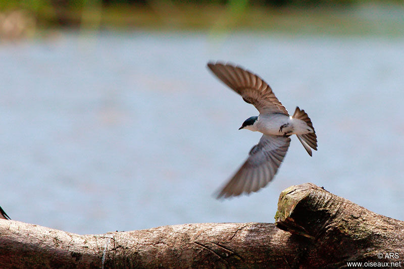 Mangrove Swallow, Flight