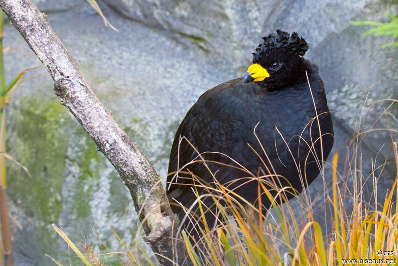 Yellow-knobbed Curassow, identification