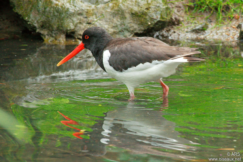 Eurasian Oystercatcher, identification