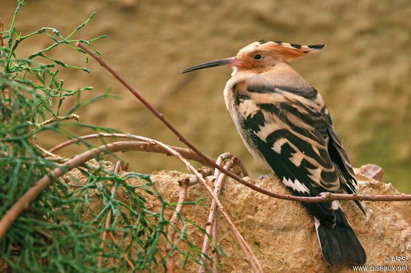 Eurasian Hoopoe, identification