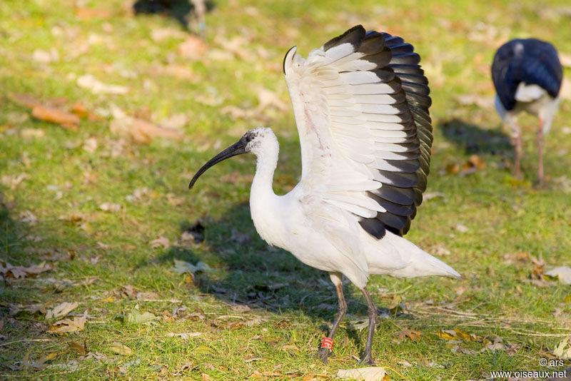 Black-headed Ibisjuvenile, identification