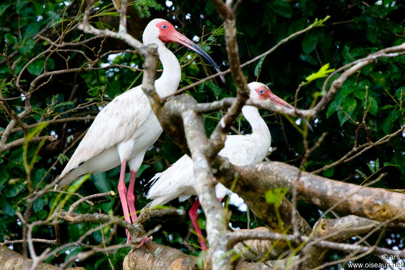 American White Ibis, identification