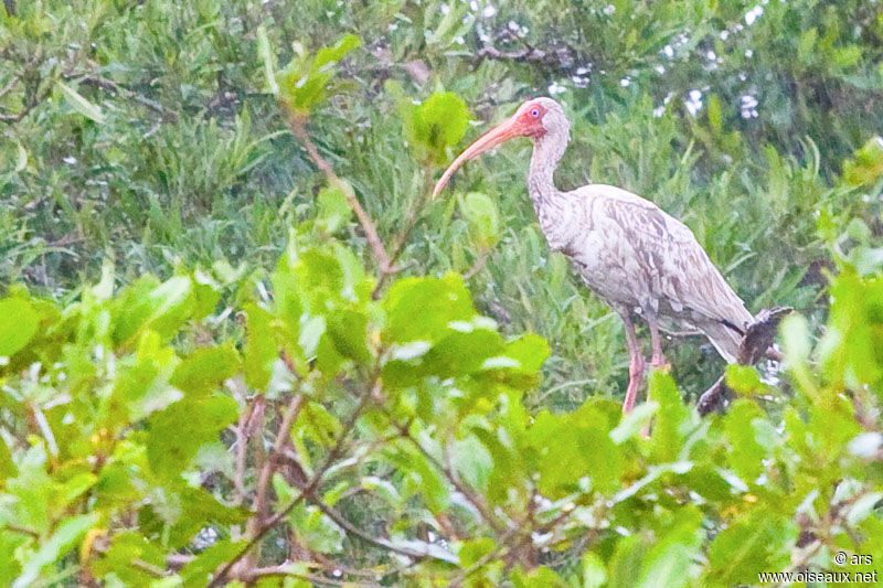 American White Ibis, identification