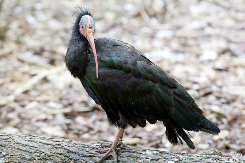 Northern Bald Ibis, identification