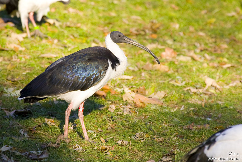 Straw-necked Ibis, identification