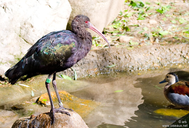 Ibis de Ridgway, identification