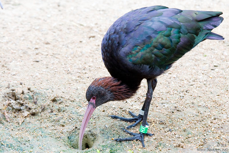 Puna Ibis, identification