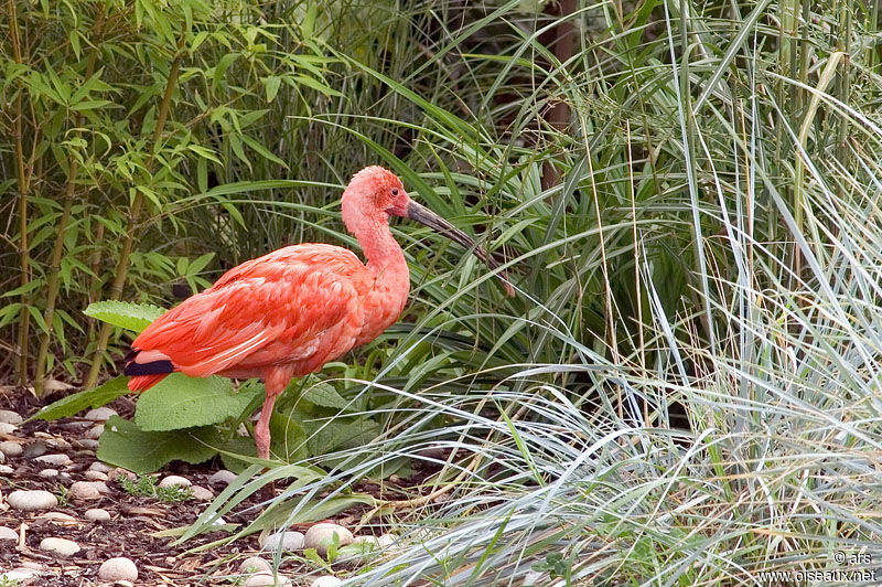 Ibis rouge, identification