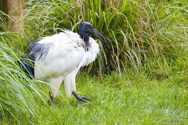 Ibis sacré, identification