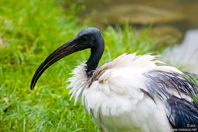 African Sacred Ibis, identification