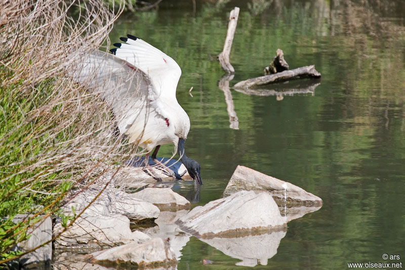 Ibis sacré, Comportement