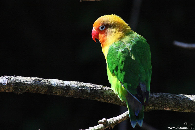 Fischer's Lovebird, identification