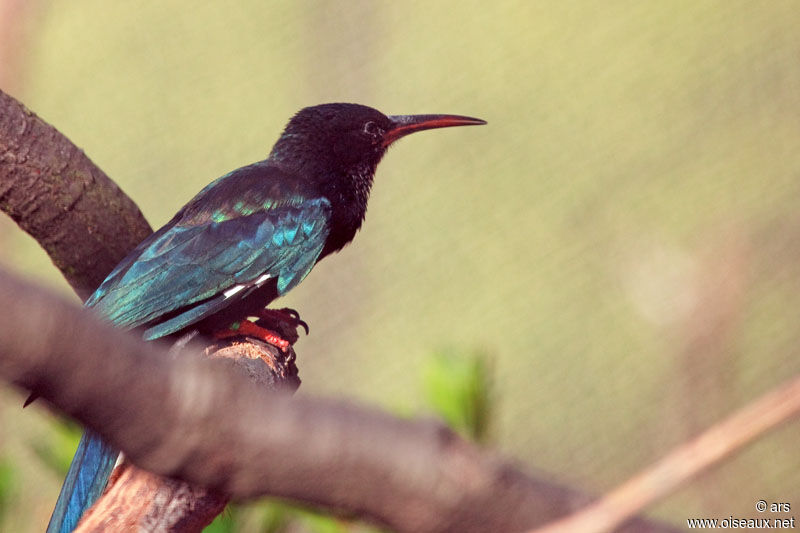 Green Wood Hoopoe, identification