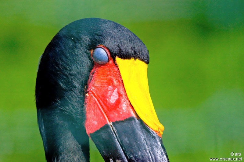 Saddle-billed Stork, identification