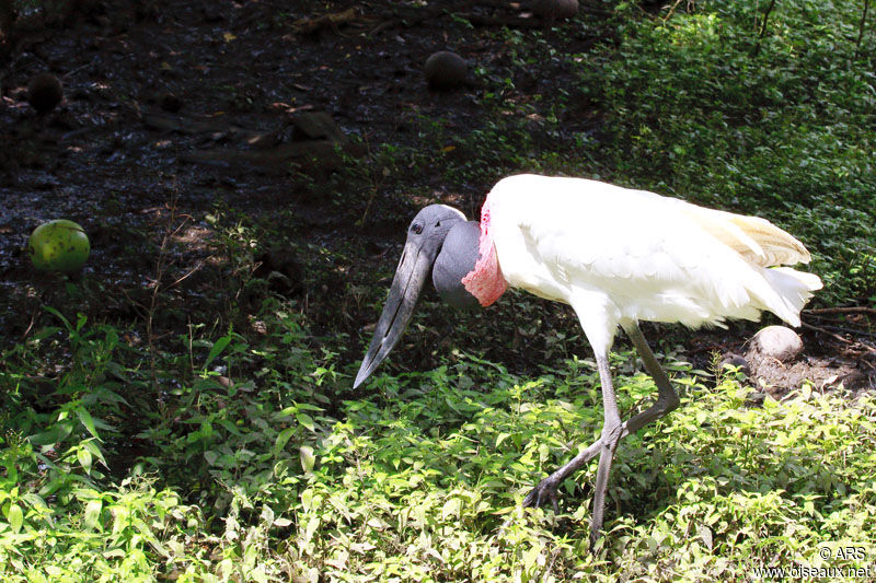 Jabiru d'Amérique, identification