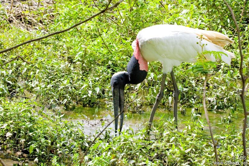 Jabiru d'Amérique, identification