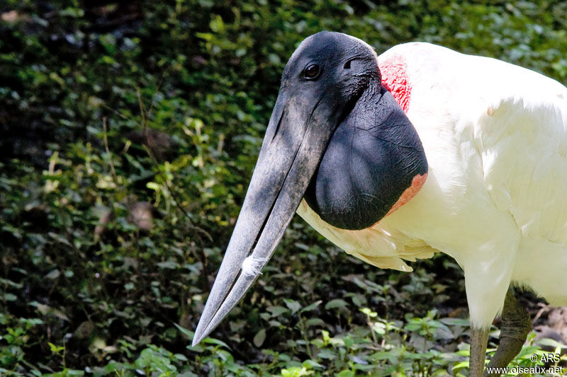 Jabiru, identification