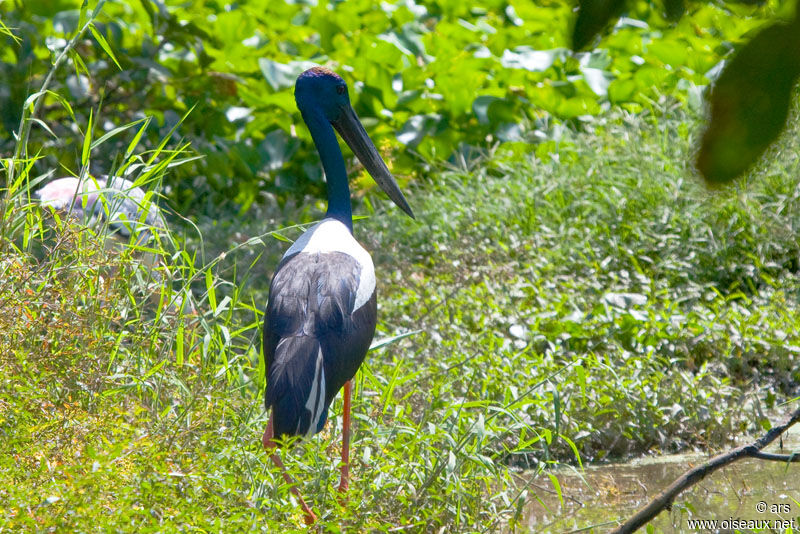 Black-necked Stork, identification