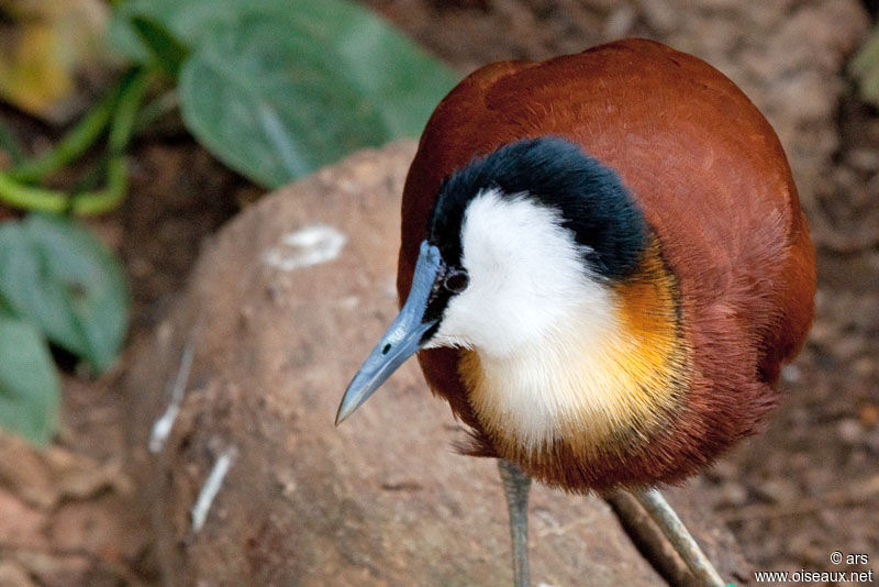 African Jacana, identification