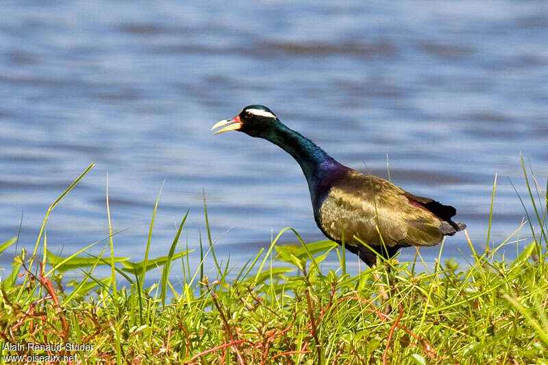 Jacana bronzéadulte, identification