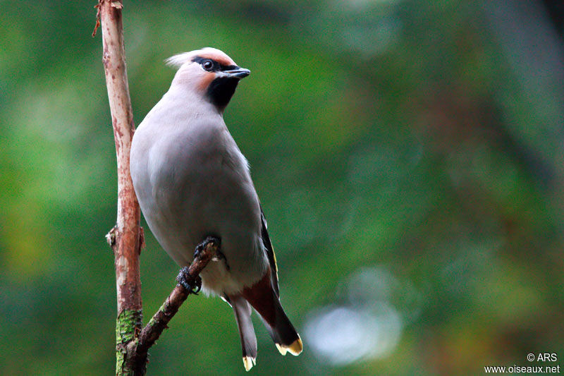 Bohemian Waxwing, identification