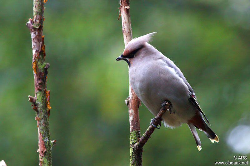 Bohemian Waxwing, identification