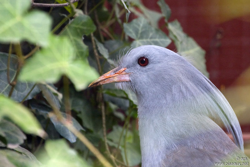 Kagu, identification