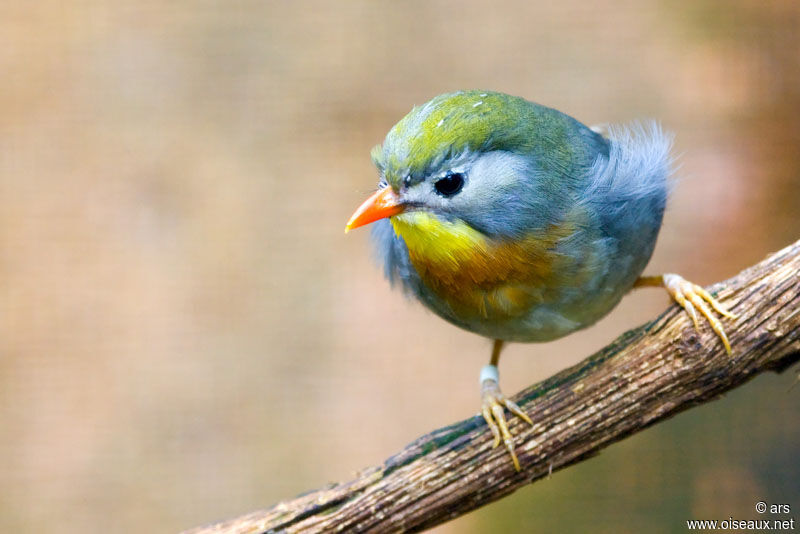 Red-billed Leiothrix, identification