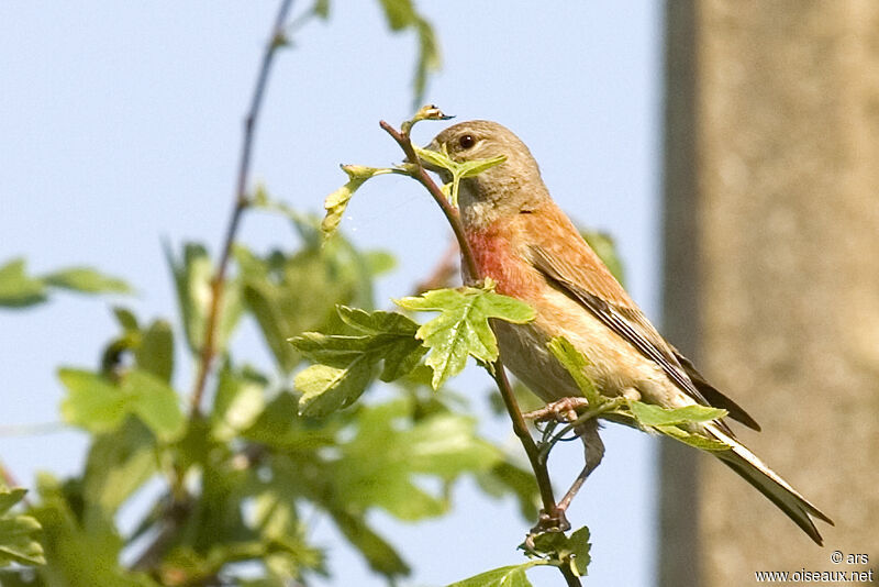 Linotte mélodieuse, identification