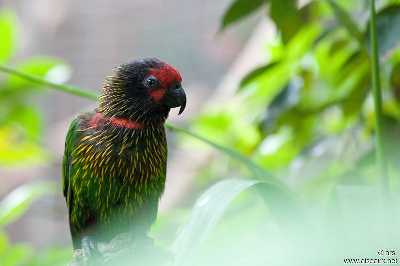 Yellow-streaked Lory, identification