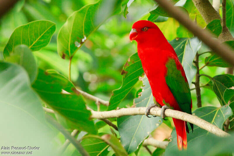 Chattering Loryadult, identification