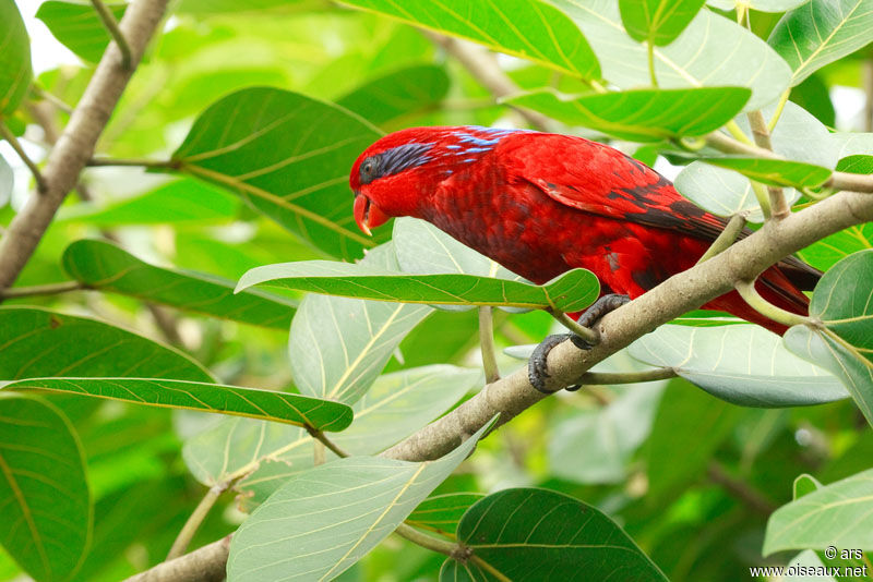 Blue-streaked Lory, identification