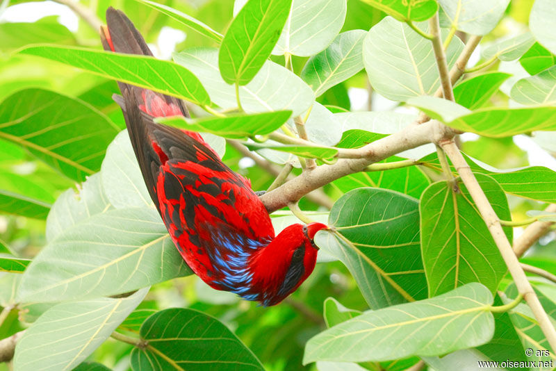 Blue-streaked Lory, Behaviour