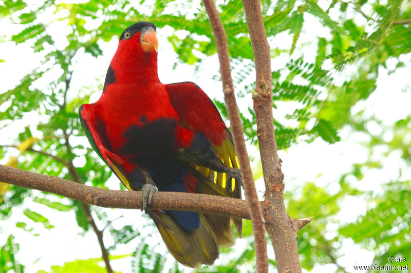 Lori tricolore, identification