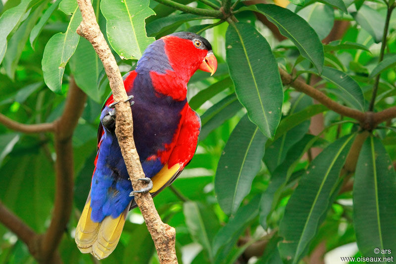 Black-capped Lory, identification