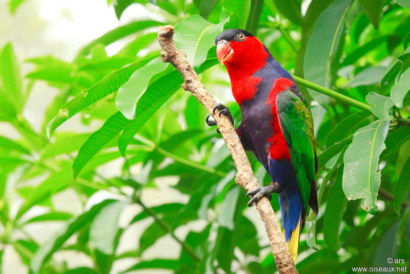 Black-capped Lory, identification