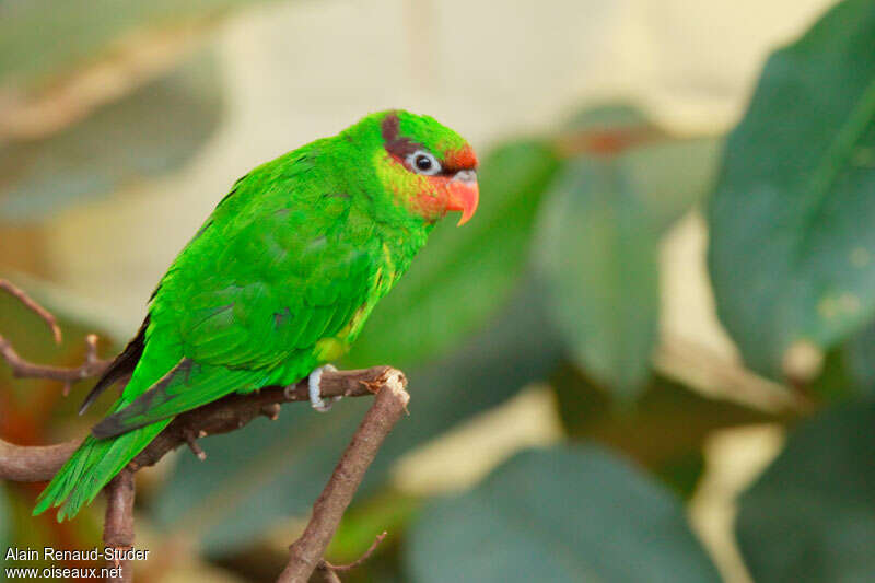 Mindanao Lorikeet, identification