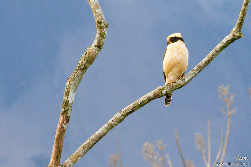 Macagua rieur, identification