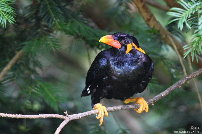 Common Hill Myna, identification