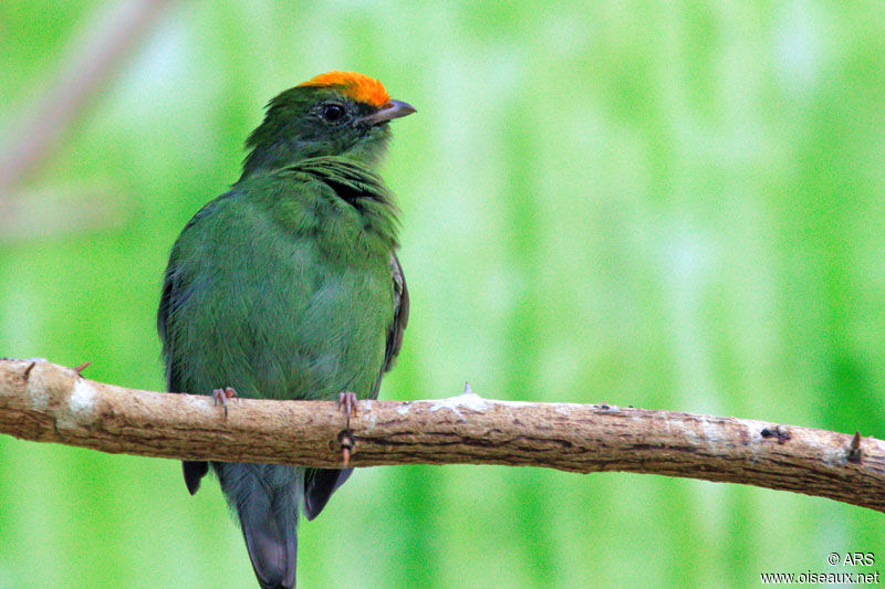 Blue Manakin male immature, identification