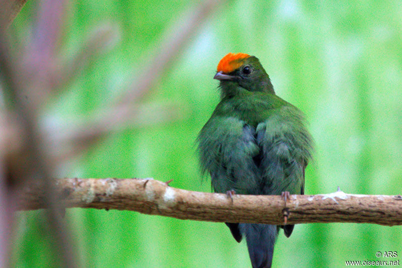 Manakin à longue queue mâle immature, identification